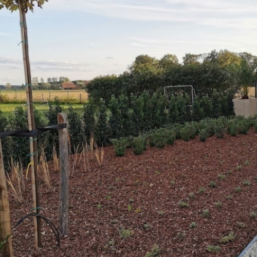 border-aanleggen-boomschors-tuinman-tuinaanleg-Sinaai-Belsele